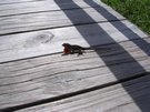 DSCN1290.jpg
